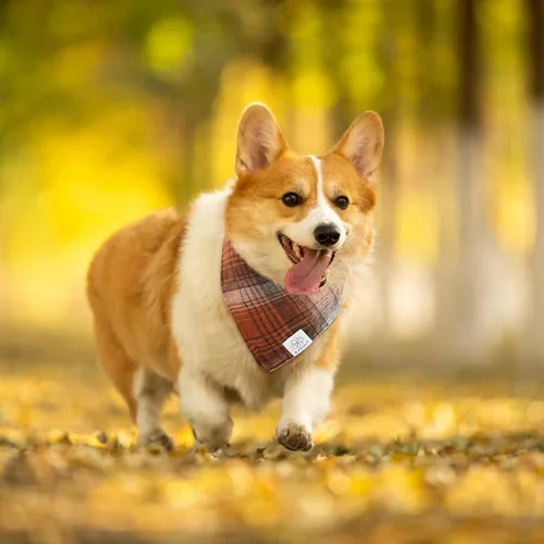 Vista 2 de E-Clover Bandana de Perro a Cuadros Marrón y Scrunchie a Juego - Bandana de Perro de Otoño Triangular a Cuadros Bufanda Babero para Mascotas