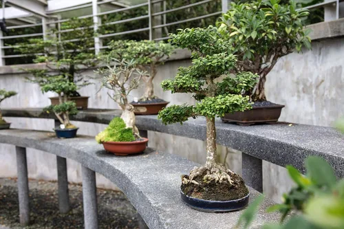 Vista 4 de Paquete de árbol bonsai Colección de 5 plántulas de árboles vivos The Jonsteen Company
