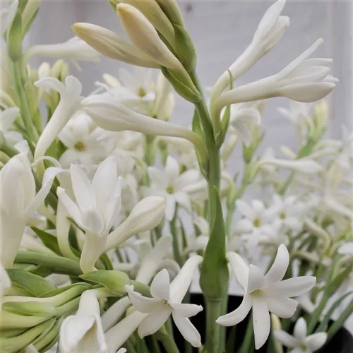 Tuberose Single Mexicano Pequeña Caja Plana Llena de Bulbos FRAGRANT Polianthus
