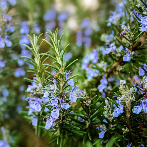 Vista 7 de Outsidepride Semillas de romero – 1000 unidades. Cubierta perenne, tolerante a la sequía, semillas de hierbas fáciles de cultivar para plantar