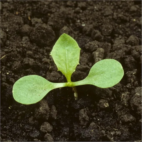 Vista 5 de Seed Needs, Semillas de diente de león 250 semillas tradicionales para plantar Taraxacum officinale Sin OMG y sin tratar Ideal para tortugas