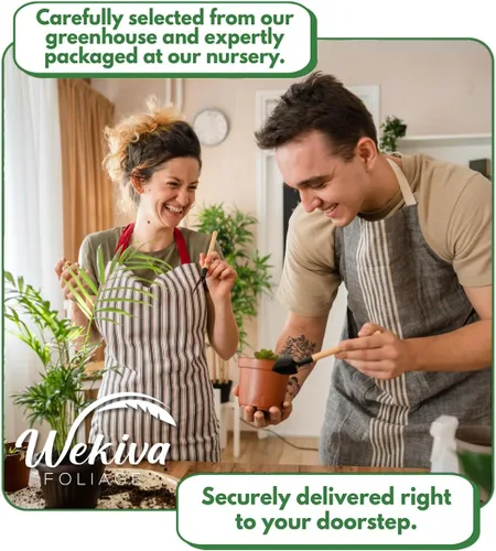 Vista 6 de Árbol de plátano Gran Nain - 4 plantas iniciales vivas - Musa - Árbol frutal comestible para el patio y el jardín