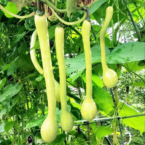 TomorrowSeeds - Semillas de calabaza Tromboncino - Más de 30 unidades - para plantar 2026 Zuchetta Rampicante Trombetta Tromboncino Calabacín