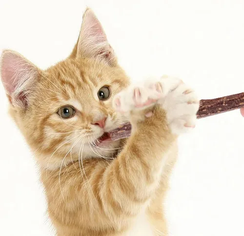 Vista 8 de Matatabi Chew Sticks Catnip Sticks Natural Silvervine Matatabi Chew Molar Toy for Cat Teeth Cleaning 15PCS