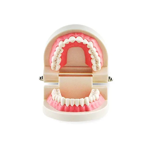 Vista 2 de Dental Enseñar Estudio Adulto Typodont Demostración Dientes Modelo Carne Rosa