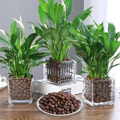 Vista 4 de Suministros hidropónicos de arcilla expandida Leca de 2 libras para plantas de jardín de interior (2 libras)
