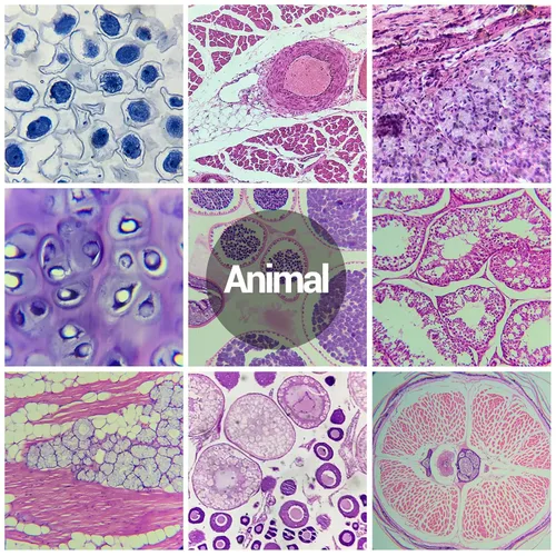 Vista 6 de 30 diapositivas de microscopio con muestras para niños, diapositivas de microscopio preparadas para microbiología infantil, diapositivas de vidrio