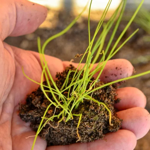 Vista 8 de Seed Needs Semillas de cebollino para plantar cebollino común, semillas de hierbas sin OMG y sin tratar para plantar un jardín de hierbas culinarias
