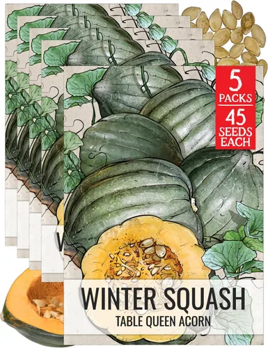 Vista 27 de Seed Needs, Burgess Buttercup - Semillas de calabaza de invierno, 25 semillas tradicionales para plantar Cucurbita Pepo, sin OMG y sin tratar