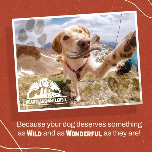 Vista 7 de Heartland - Astas de ciervo para perros - Masticables diarios para el cuidado dental para masticadores agresivos para reducir la placa y prevenir