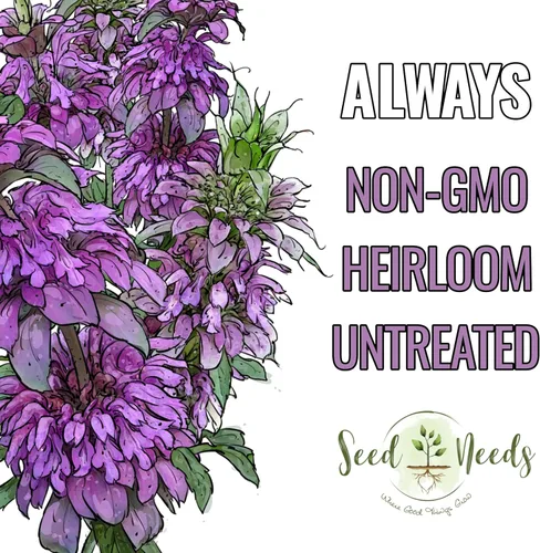 Vista 5 de Seed Needs, Semillas de menta y limón, 500 semillas tradicionales para plantar Monarda citriodora, hierba medicinal anual para interiores