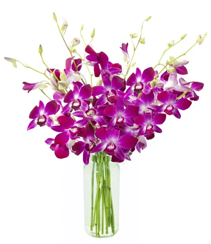Vista 16 de KaBloom Flores - Ramo de orquídeas exóticas de zafiro azul sin jarrón - Regalo para cumpleaños, condolencias, agradecimiento, San Valentín, Día
