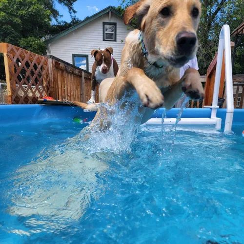 Vista 4 de PetStep Rampa para perros, para piscinas, patas largas, grafito/gris