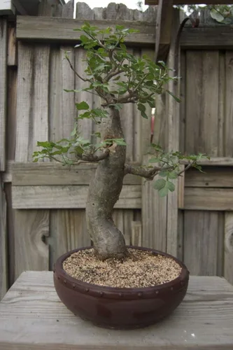 Semillas de árbol bonsái Baobab - 5 semillas para cultivar - Árbol baobab muy apreciado - Se envía desde Iowa. Semillas exóticas de bonsái de