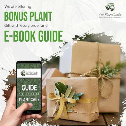 Vista 8 de LEAL PLANTS ECUADOR Impatiens Pink 2 Pack – Anual floreciente exuberante con flores rosas suaves, planta tropical de fácil cuidado, purificadora