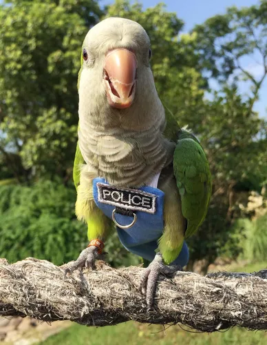 Vista 3 de Trajes y pañales de vuelo de aves Poli(L) - Reutilizables, impermeables, suministros para pájaros para mascotas