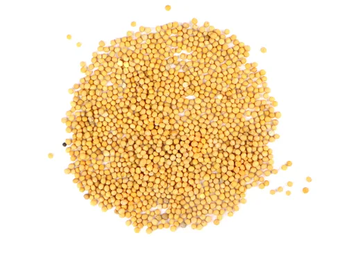Semilla de mostaza amarilla orgánica molida - 1 oz Semilla de Mostaza Amarilla Organico 1 oz