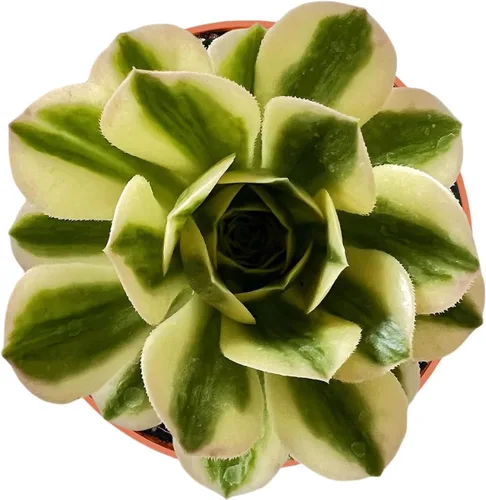 Suculentas vivas Aeonium 'Mbach' (10 cm), plantas suculentas completamente enraizadas en macetas con tierra, planta de interior de fácil cuidado