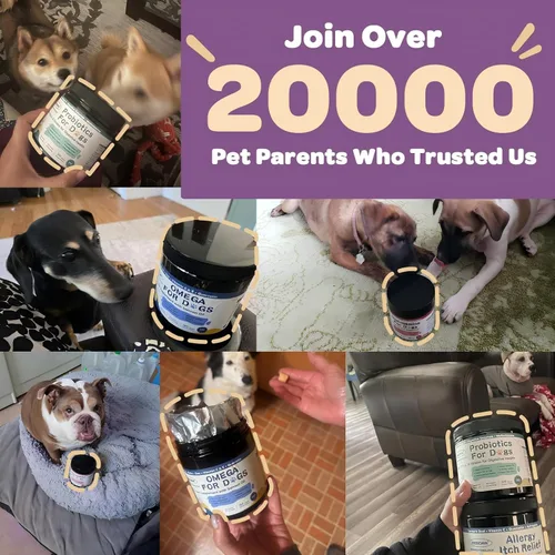 Vista 8 de ZEBORA Probióticos para perros, probióticos para perros, para la salud digestiva, con calabaza, enzimas digestivas, apoyo a la salud intestinal