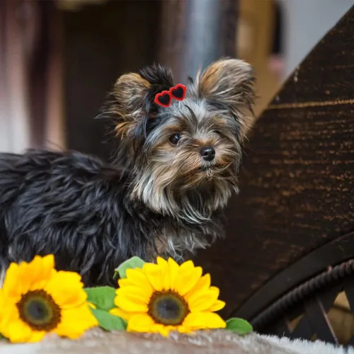 Vista 6 de Pinzas para el pelo de cachorros, 20 piezas de lindos lazos para perros, lentes de sol de corazón, accesorios para el cabello de San Patricio, día