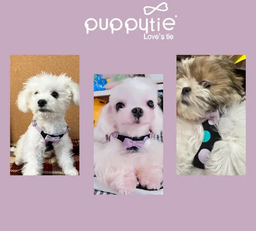 Vista 11 de Arnés sin tirones para perro, con correa multifunción, pechera suave y ajustable para mascota, no ahorca, chaleco a prueba de escape para perros