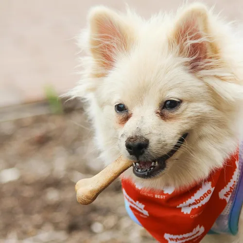 Vista 5 de Nylabone Healthy Edibles - Paquete variado de premios naturales de larga duración para perros pequeños, 34 unidades, sabores de carne asada y pollo