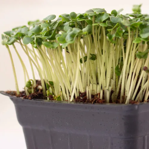 Vista 5 de Semillas de microgreens de brócoli – 1 onza ~ 1000 semillas – Alta germinación, semilla premium para cultivar microverduras de brócoli – Sin OMG