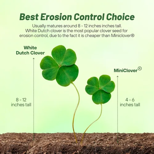 Vista 3 de Outsidepride - Semilla perenne de trébol blanco holandés - 0.45 kg. Semillas de trébol nitrosadas e inoculadas para alternativa al césped, control