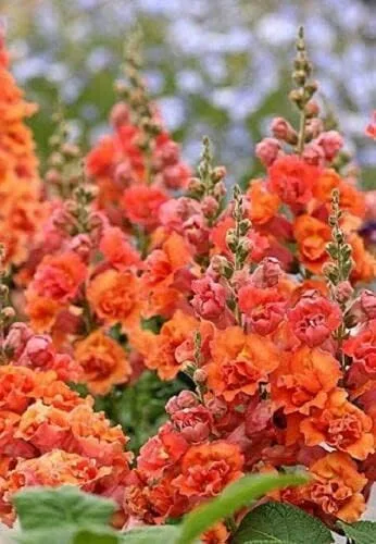 50 semillas de hollyhock naranja brillante flor perenne jardín semillas flores semillas flor