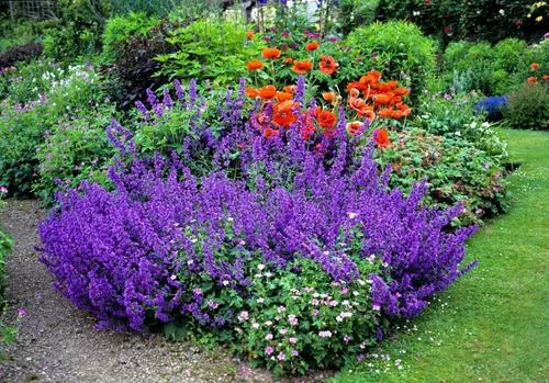 Vista 2 de 50 semillas de flores de hierba herbácea azul Nepeta Mussinii