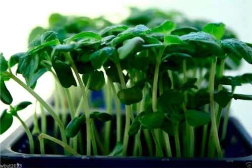 Vista 4 de 1000 Shiso/perilla semillas (Perilla frutescens), Verde Planta de bistec (og) orgánico