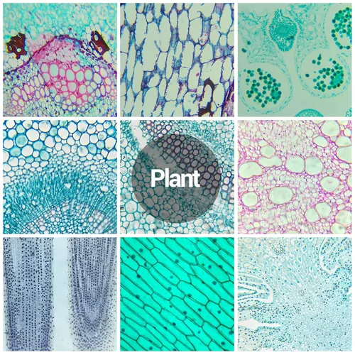 Vista 7 de 30 diapositivas de microscopio con muestras para niños, diapositivas de microscopio preparadas para microbiología infantil, diapositivas de vidrio