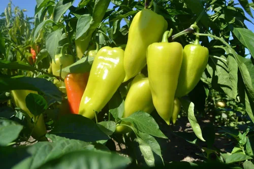 Vista 7 de Semillas de pimiento dulce blanco-rojo Belozerka Vegetal sin OMG para plantar