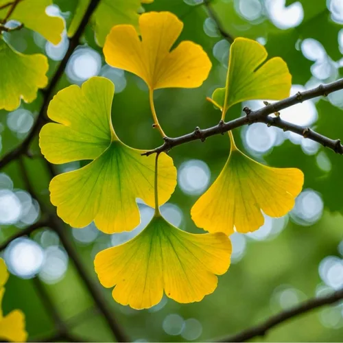 Vista 9 de Más de 6 plantas de ginkgo biloba de 1 año