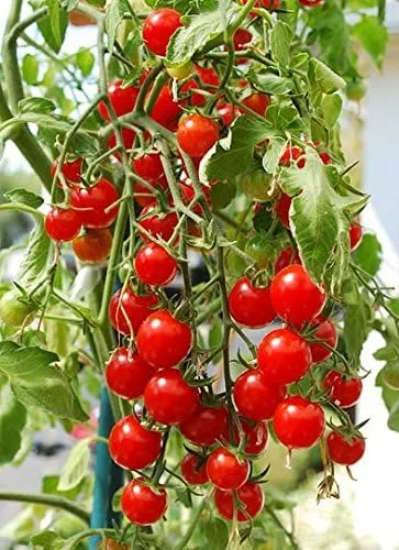 Vista 2 de Más de 30 semillas de tomate Sweetie Cherry, también conocidas como Sugar Sweetie, sin OMG, extra dulce, de gran rendimiento, indeterminado