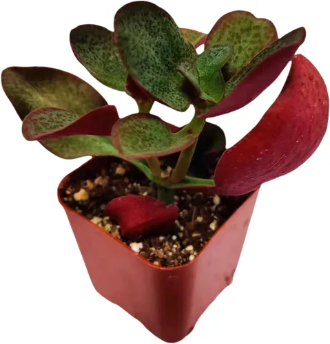 Vista 25 de Plantas de cactus suculentas vivas de USKC (maceta de 2 pulgadas) (Adromischus Maculatus)
