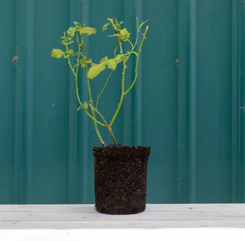 Vista 3 de Heirloom Roses Yellow Rose Bush - Planta de rosas Imogen David Austin para plantar al aire libre