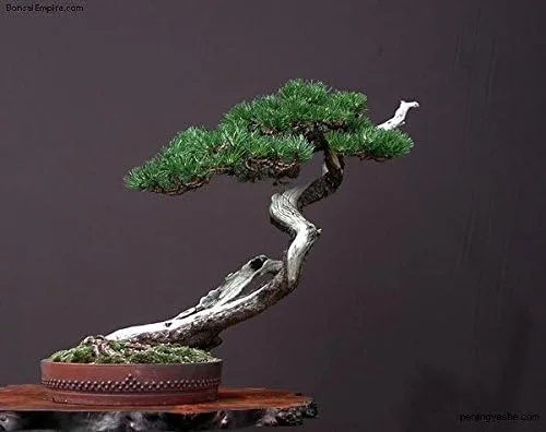Vista 6 de Pino negro japonés - Bonsái Starter - Pinus thunbergii - Árbol de 3 años