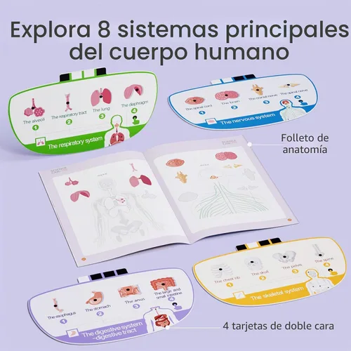 Vista 6 de Science Can Modelo de cuerpo humano para niños, juguetes interactivos