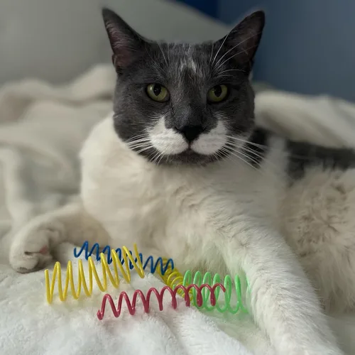 Vista 2 de Juguete para gato Ethical Pet, plástico colorido y resistente, 10 unidades por paquete, ancho