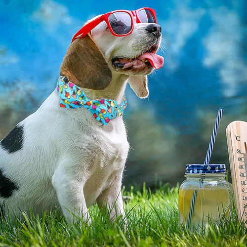 Vista 5 de Collar de verano para perro con pajarita, collar de algodón lindo para perro, collar de lazo de verano para perros pequeños, collar de perro azul