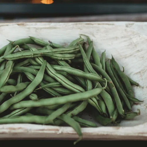 Vista 2 de Blue Lake Pole Bean - 4oz Bulk (~375 Seeds) - Heirloom & Open-Pollinated Variety, USA-Grown, Non-GMO Green Bean Seeds for Planting Outdoors in the