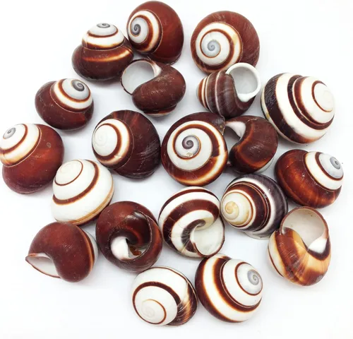 Vista 5 de PEPPERLONELY 100 piezas de conchas marinas de Nerite Zig Zag, 1/2 pulgada ~ 3/4 pulgadas