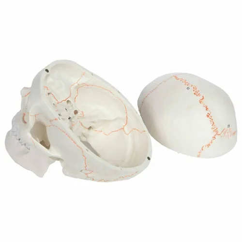 Vista 3 de Wellden modelo de cráneo humano anatómico médico, de 3 piezas, numerado, tamaño real
