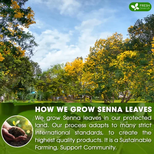 Vista 526 de FreshDrinkUS, 135 bolsas de té de jengibre y cúrcuma premium, ingredientes 100% naturales, mezcla hecha a mano de té de hierbas de cúrcuma