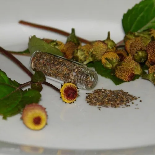 Vista 7 de Bulls Eye Toothache Plant Seeds (Spilanthes acmella) Cápsula de semillas congeladas de 40 semillas, planta semillas ahora + almacenamiento