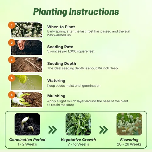 Vista 4 de Outsidepride Rattlesnake Master - Semillas de acebo de mar para plantar, 1000 piezas de semillas perennes tolerantes a la sequía de corte eryngium