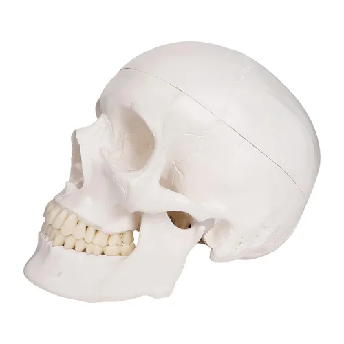 Vista 2 de RONTEN Modelo de cráneo humano, modelo de anatomía de cráneo, réplica de tamaño real, modelo anatómico médico para adultos con tapa de cráneo