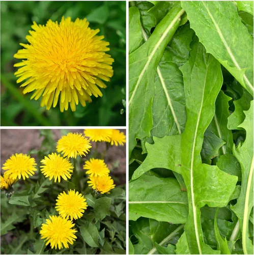Vista 3 de Seed Needs, Semillas de diente de león 250 semillas tradicionales para plantar Taraxacum officinale Sin OMG y sin tratar Ideal para tortugas