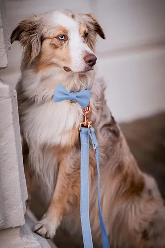 Vista 9 de Collar de cuero suave para perro, ajustable, lindo collar de pajarita [fácil de limpiar] con elegante hebilla de metal resistente de oro rosa